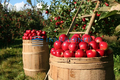 Obstwiese Beispiel