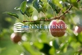 Apfel Innerebner